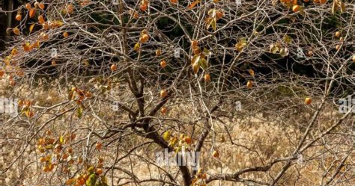 What Does a Wild Persimmon Tree Look Like?