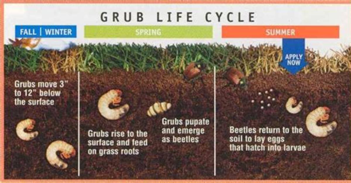 What Does a Witchetty Grubs Grow Into
