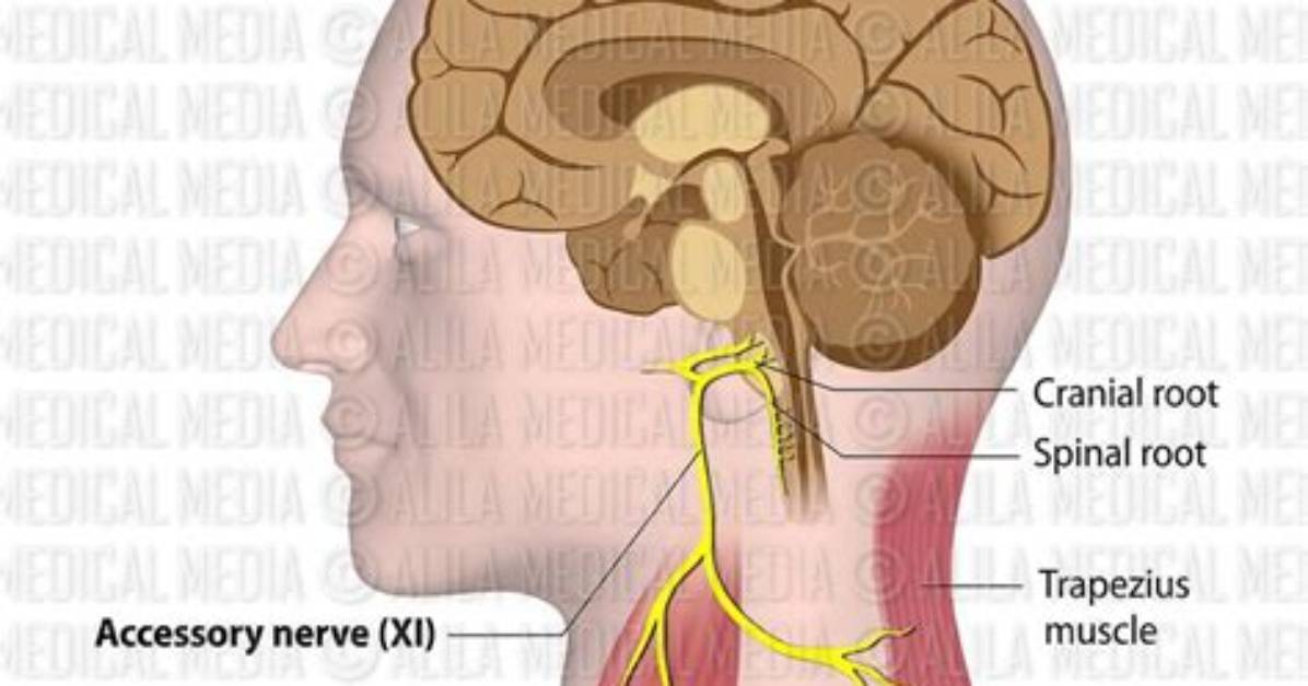 What Does Accessory Nerve Do