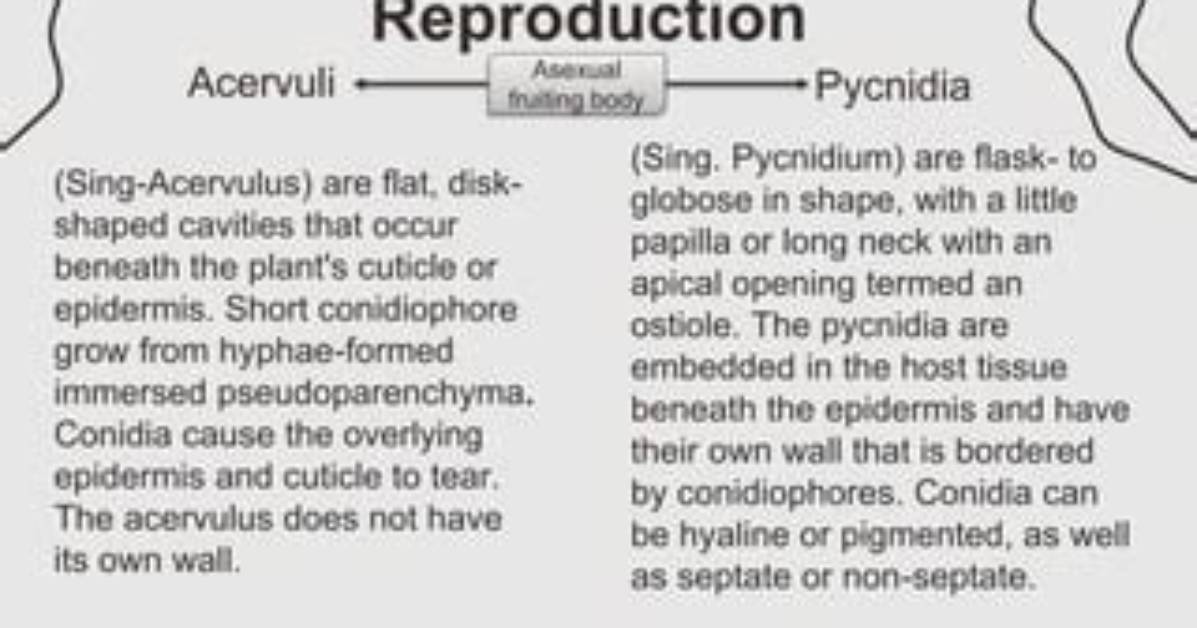 What Does Acervuli Meaning?