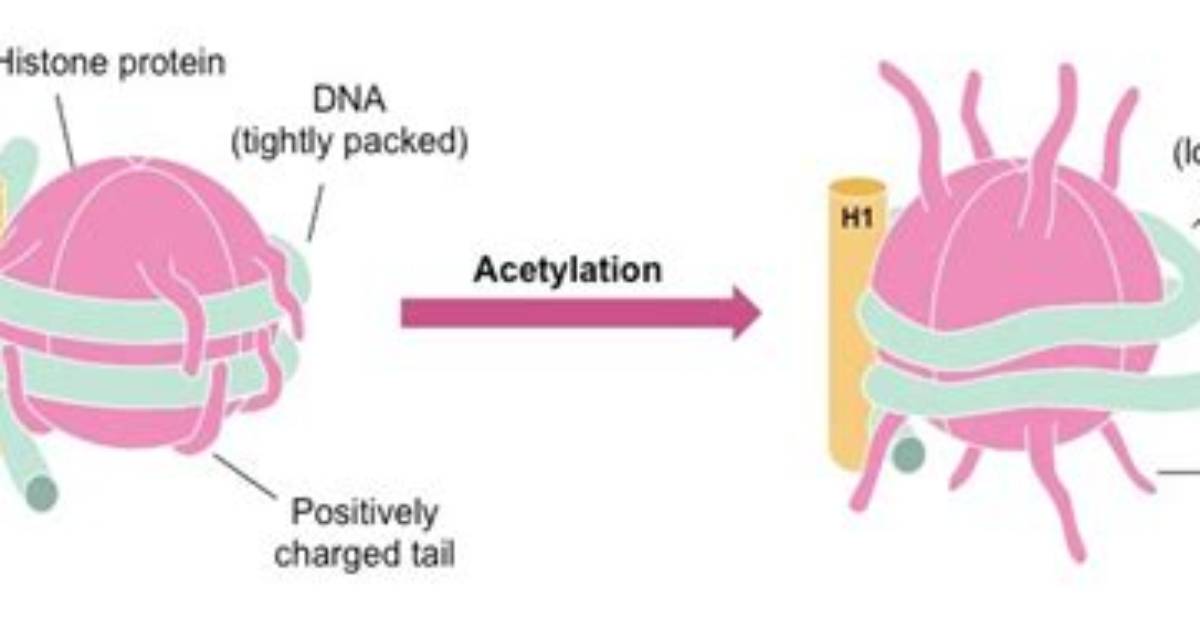 What Does Acetylation Do?