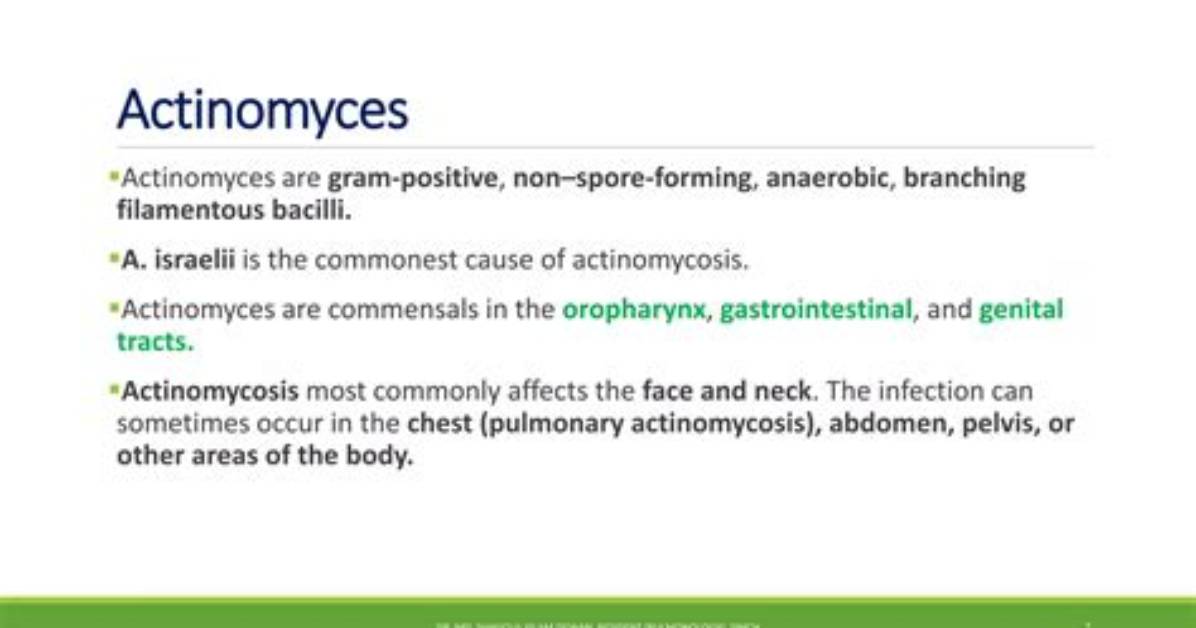 What Does Actinomyces Cause