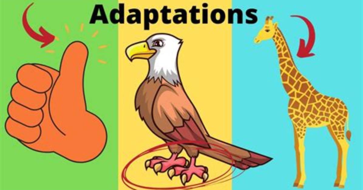 What Does Adapted Mean?