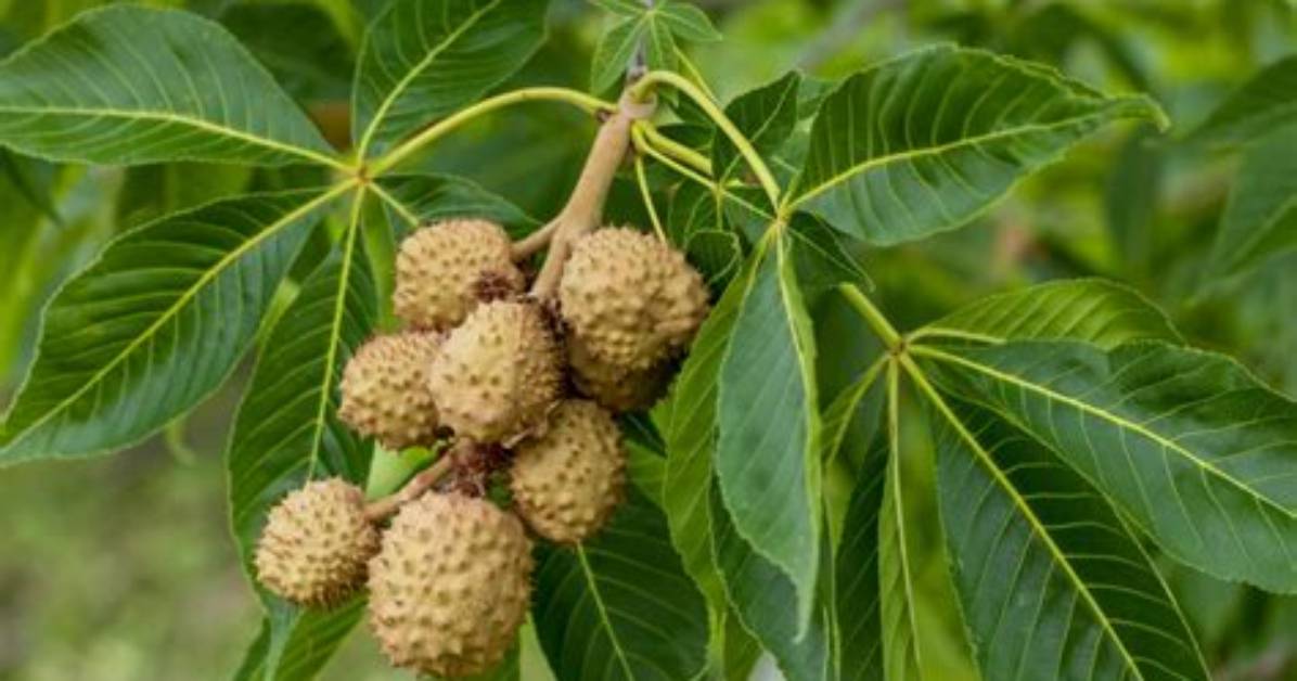 What Does Aesculus Do?