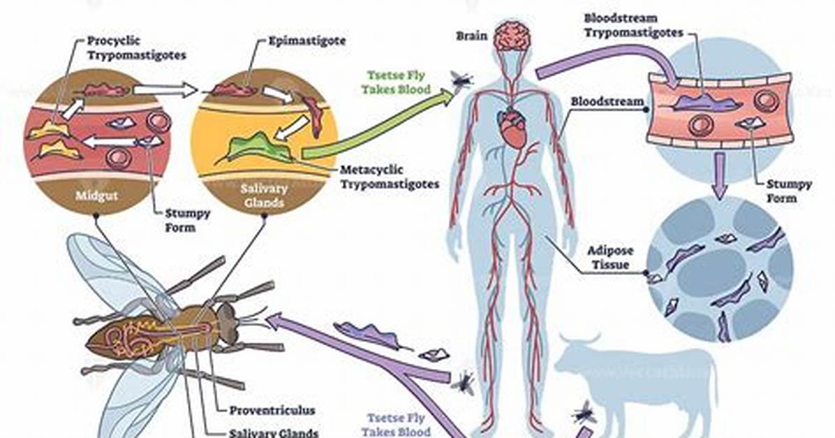What Does African Sleeping Sickness Do