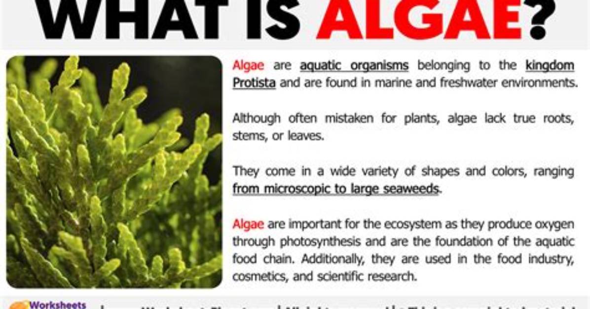 What Does Algae Mean?
