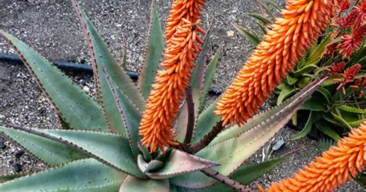 What Does Aloe Ferox Do