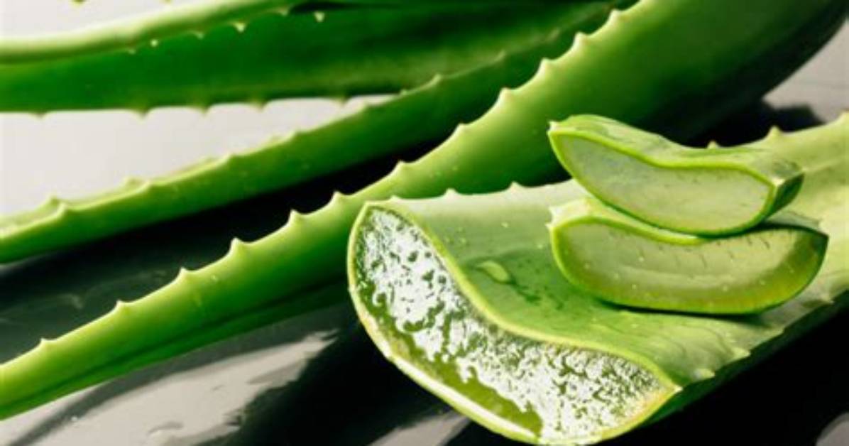 What Does Aloe Vera Cure