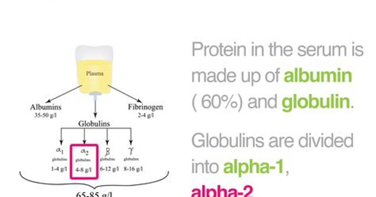 What Does Alpha Globulin Do?