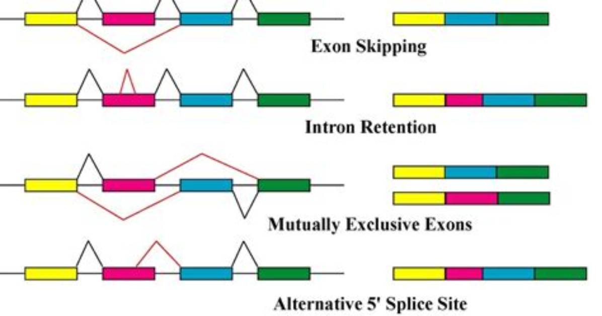 What Does Alternative Splicing Mean