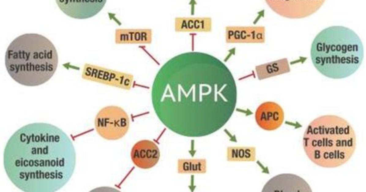 What Does Ampk Do for the Body