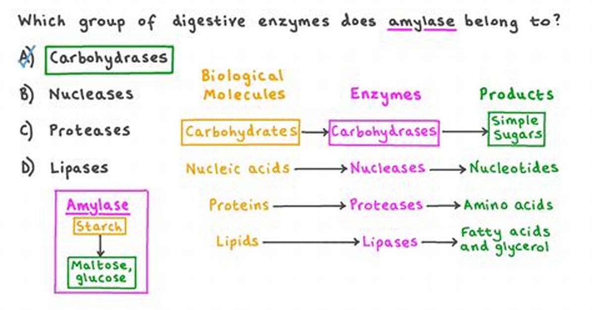 What Does Amylase Digest