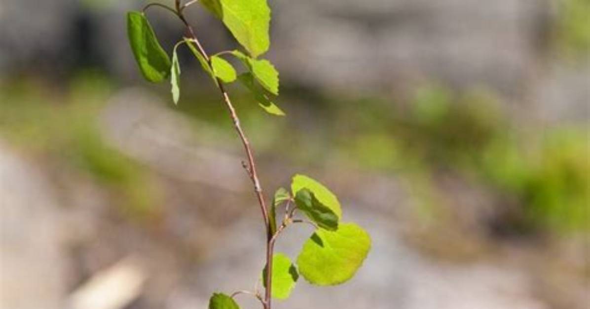 What Does an Aspen Sapling Look Like