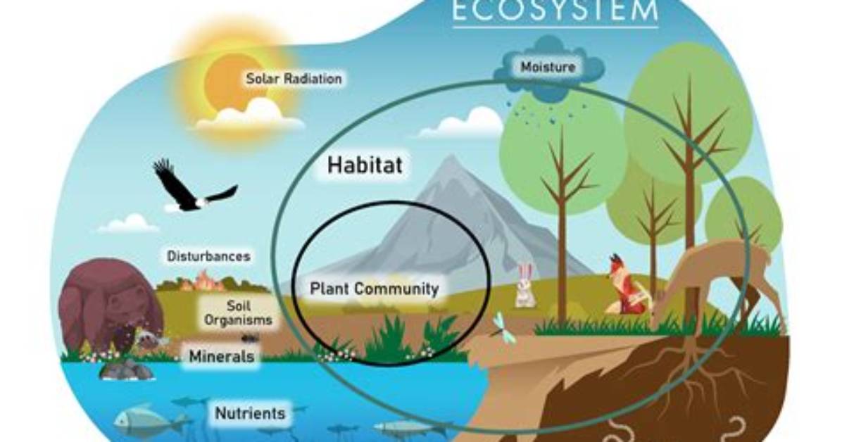 What Does an Ecosystem Need to Be Healthy