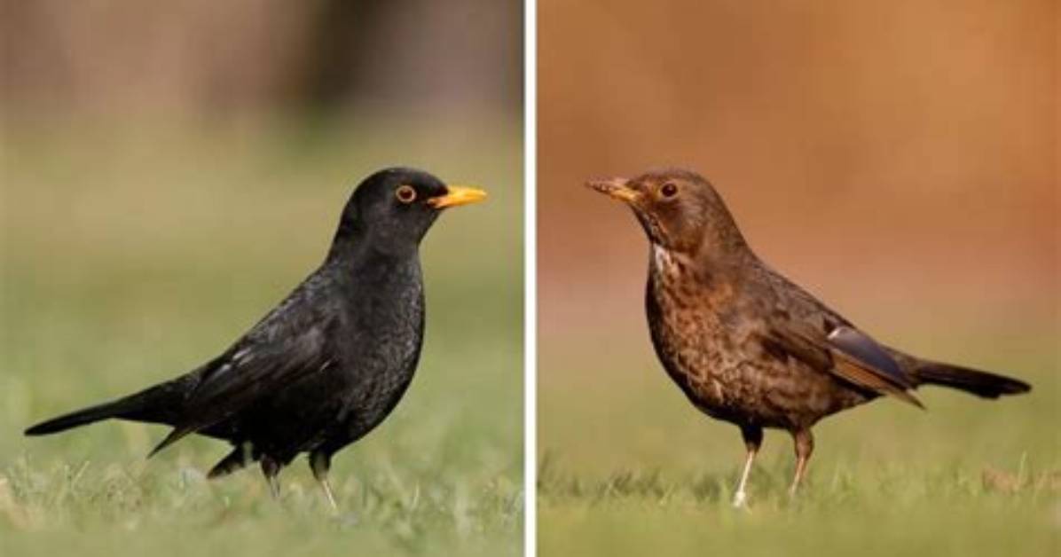 What Does an Ouzel Look Like?