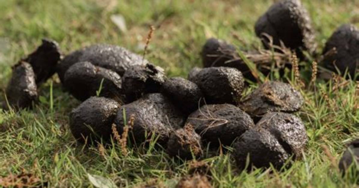What Does Animals Poop Look Like?