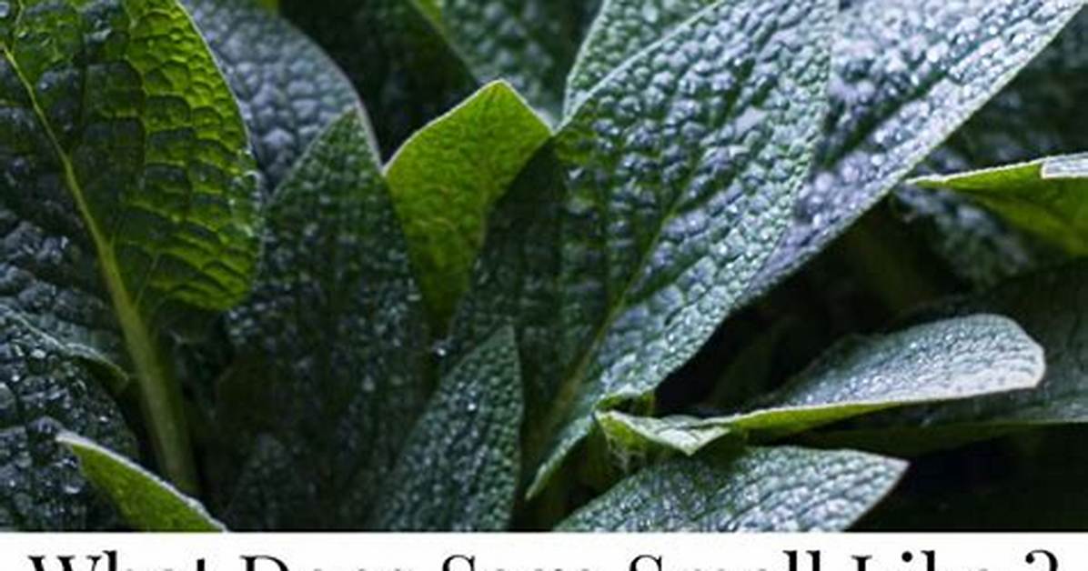 What Does Antaeus Smell Like?