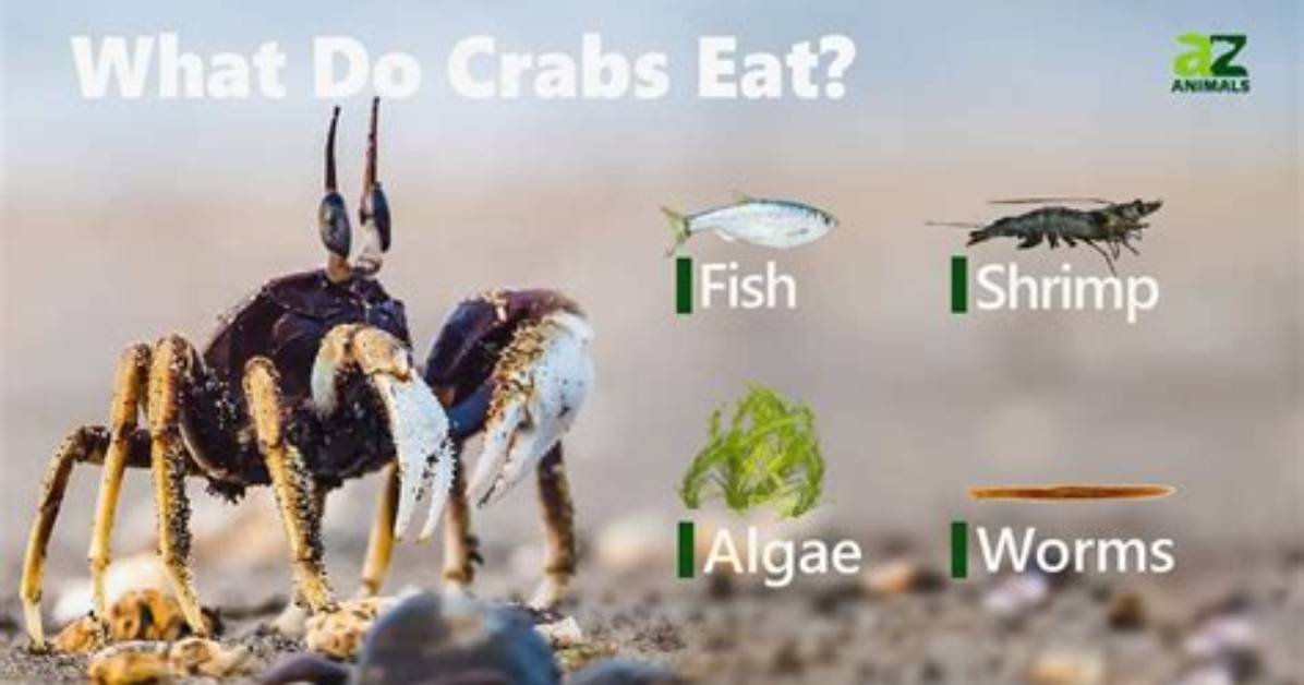 What Does Arrow Crab Eat