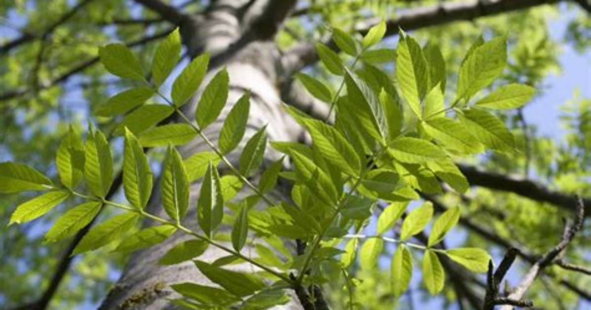 What Does Ash Tree Look Like?