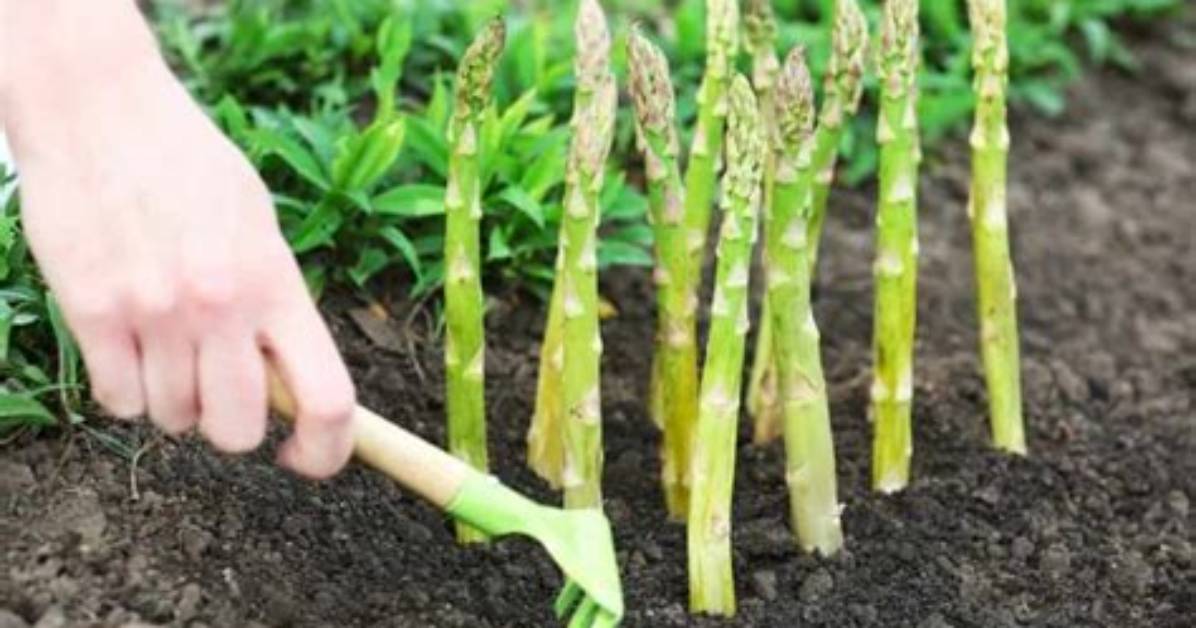 What Does Asparagus Do for You?