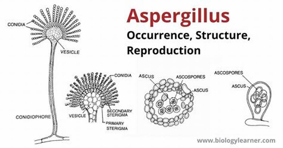 What Does Aspergillus Mean