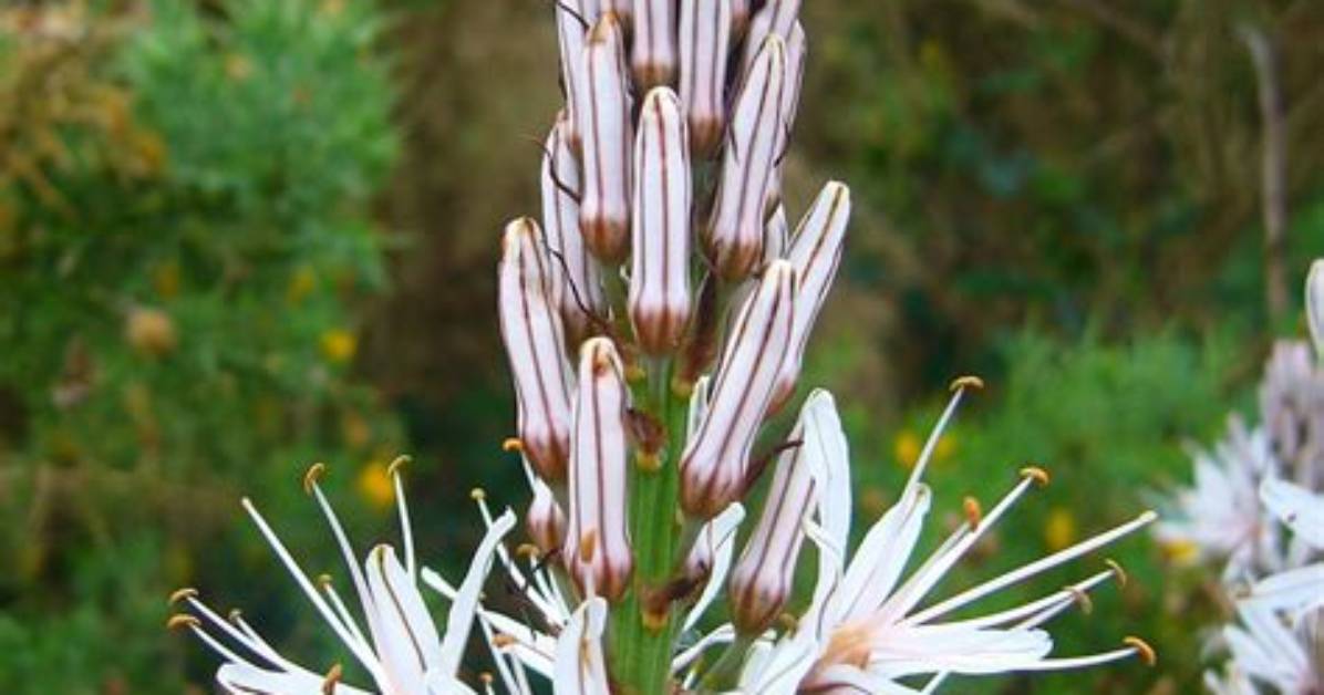 What Does Asphodel Mean?