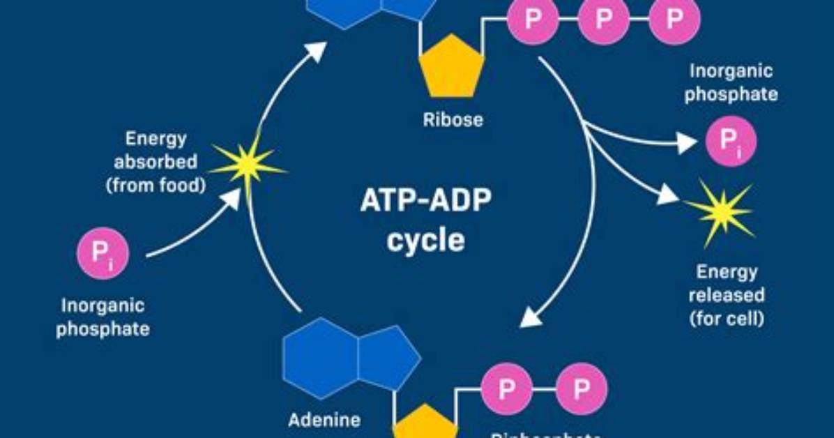 What Does Atp Atcase Do