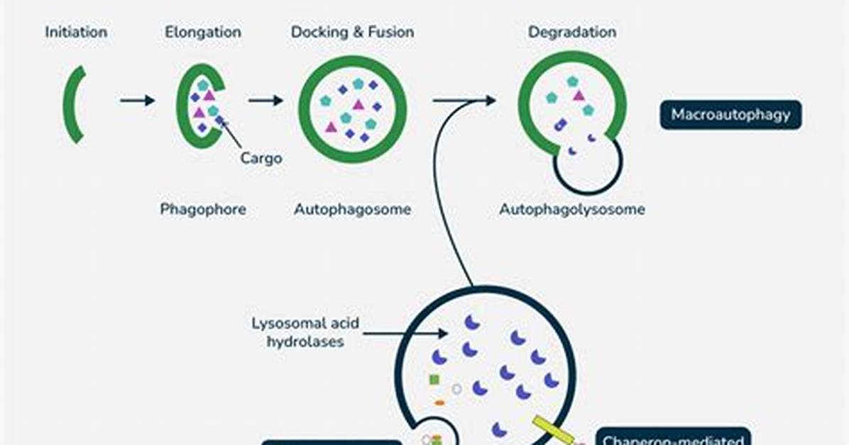 What Does Autophagy Mean?