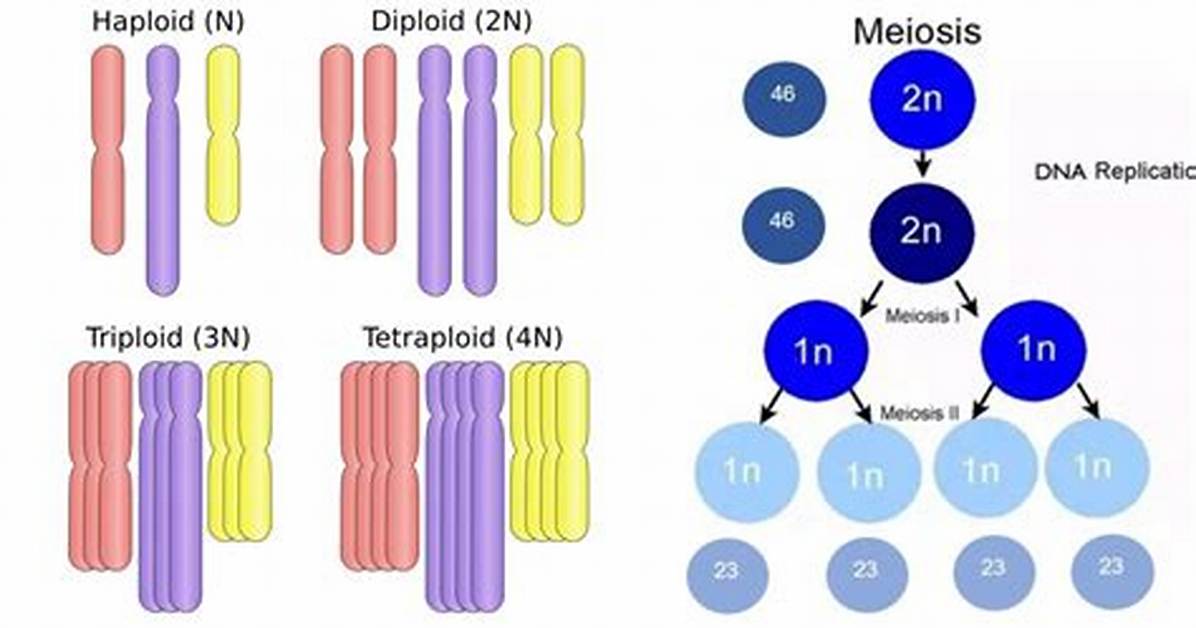 What Does Autotriploid Mean?