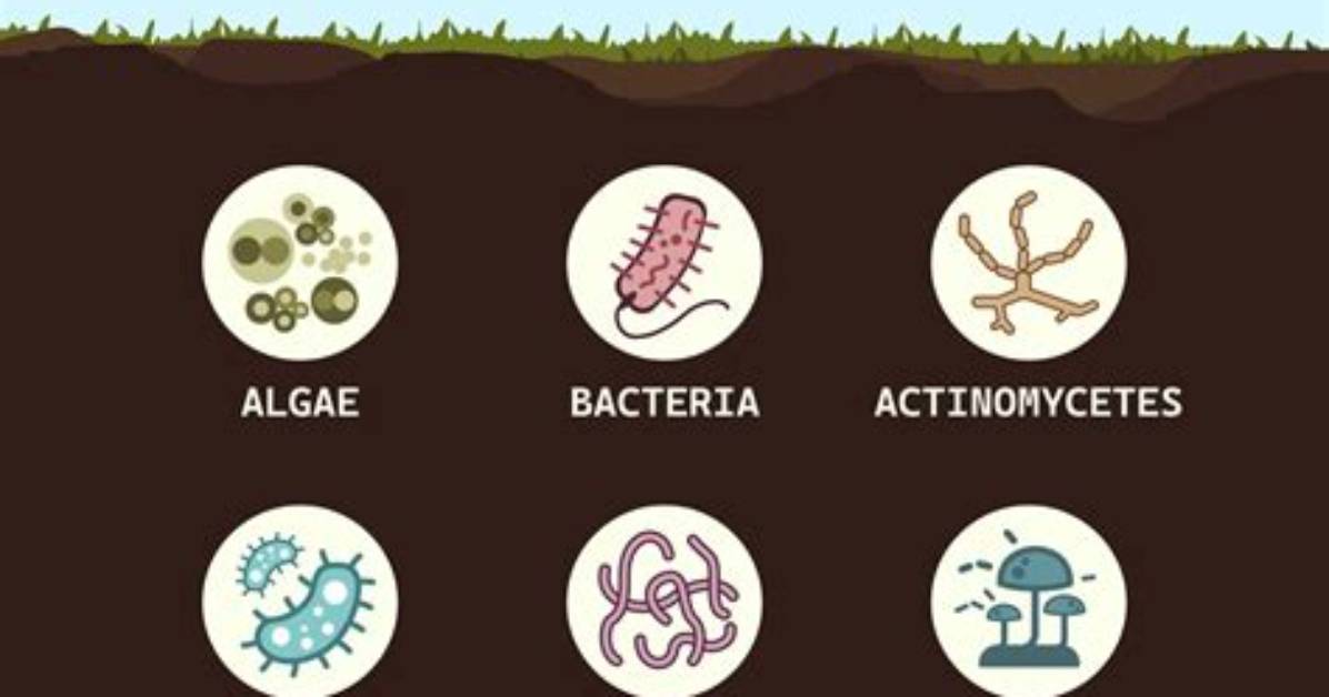 What Does Bacteria in Soil Do?