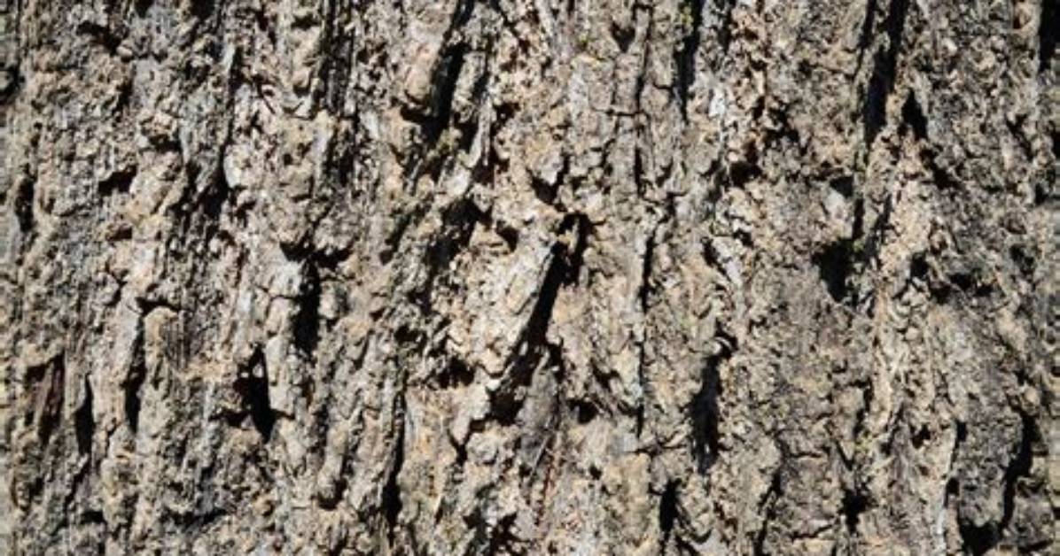 What Does Bark Bark Mean?