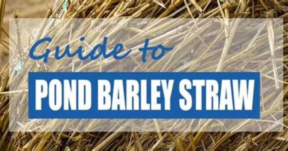 What Does Barley Do for a Pond?