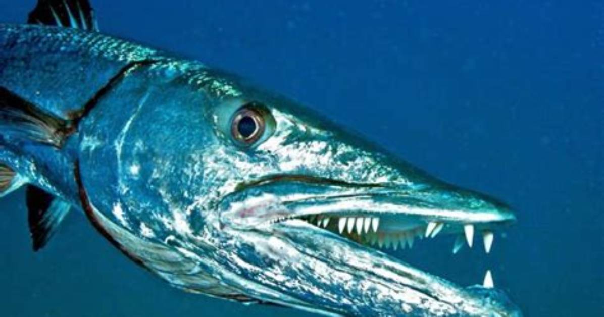 What Does Barracuda Mean?