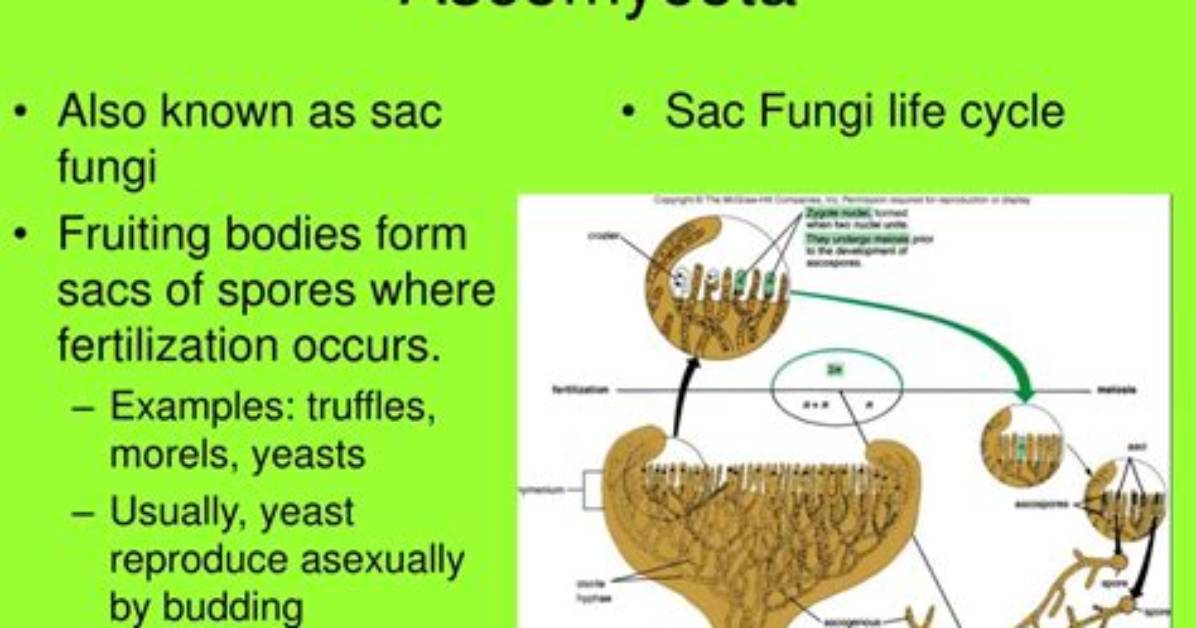 What Does Basidiomycota Eat