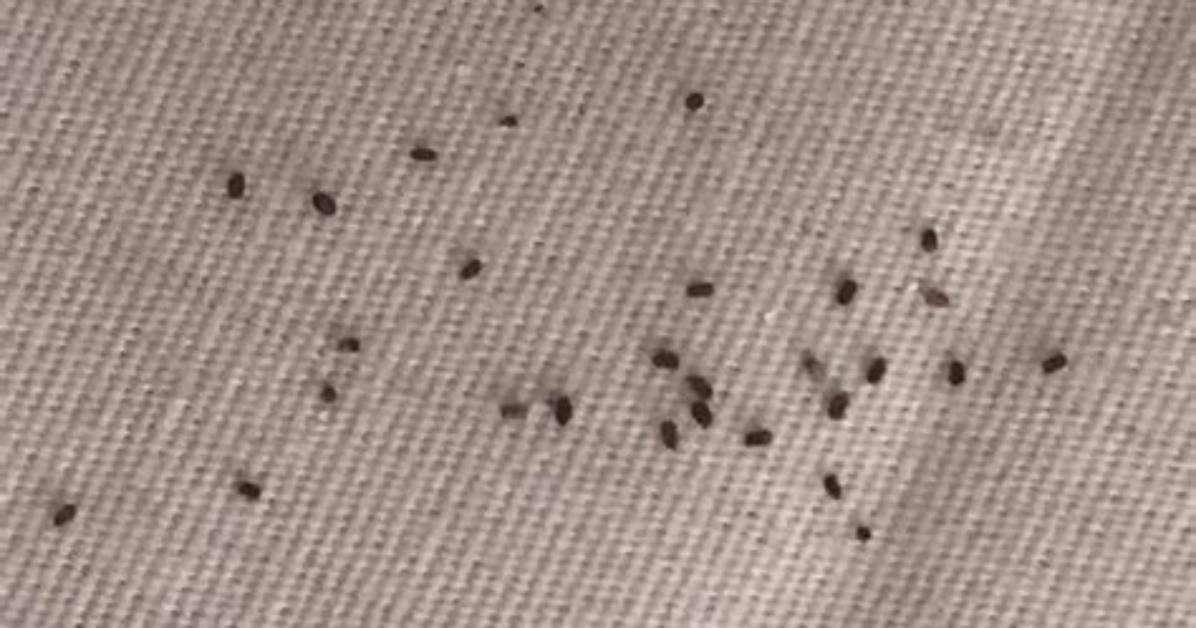What Does Bedbug Poop Look Like?