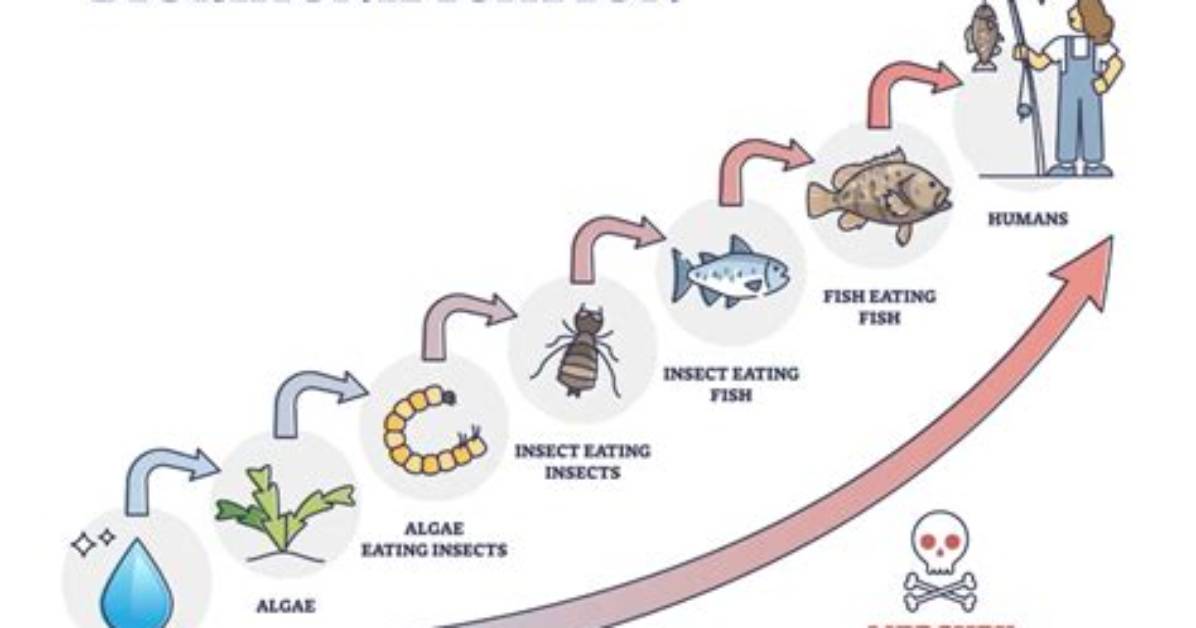 What Does Biomagnification Mean - Lisbd-Net. Com