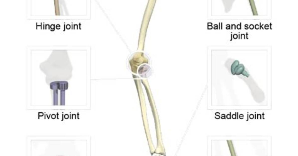 What Does Bone Joint Mean