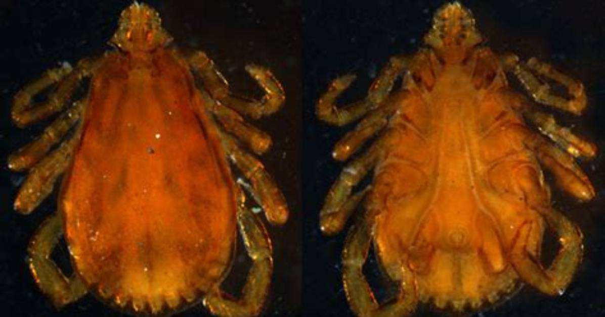 What Does Boophilus Transmit?