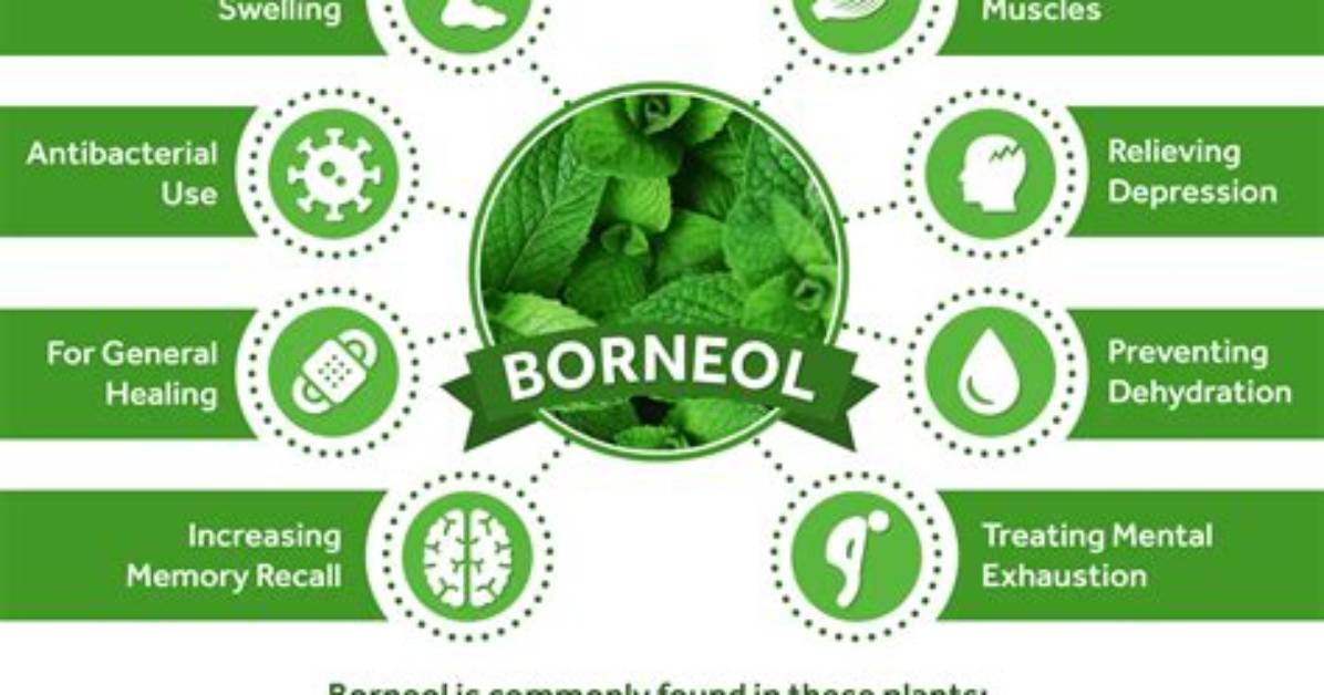 What Does Borneol Mean?