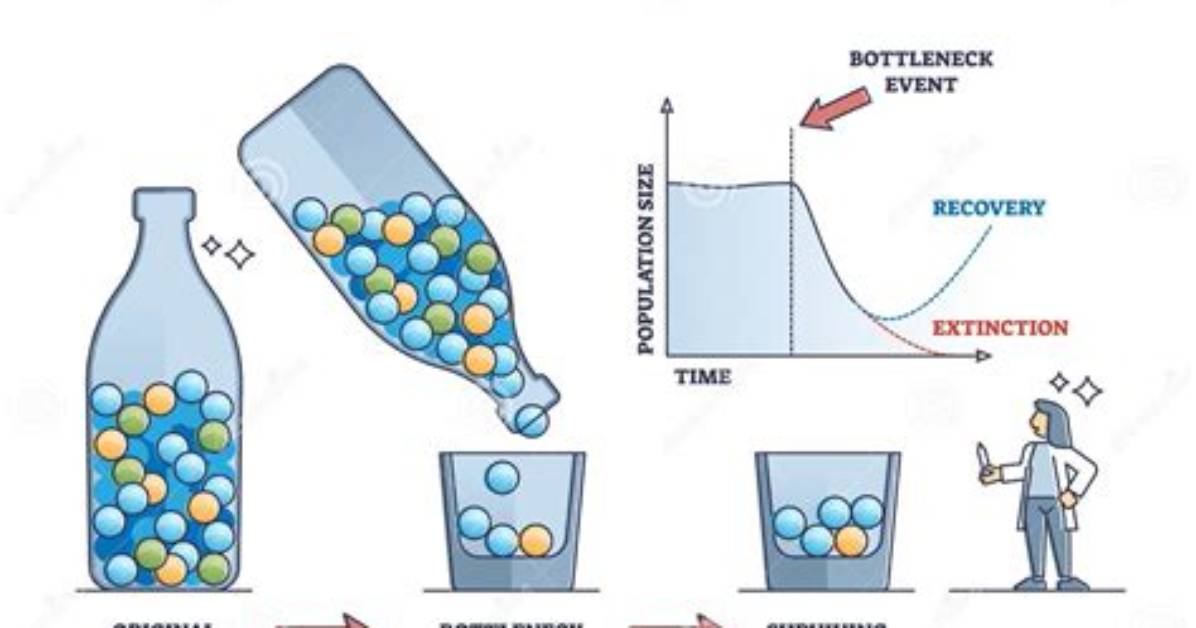 What Does Bottleneck Effect Mean