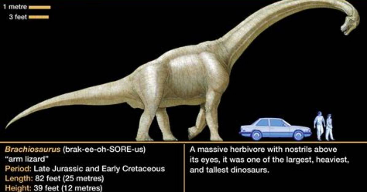 What Does Brachiosaurus Look Like?
