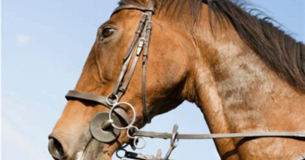 What Does Bridled Mean?