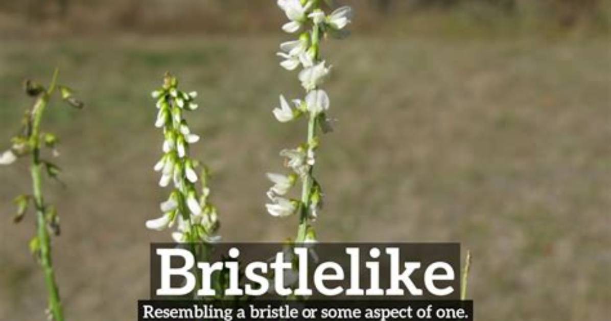 What Does Bristlelike Mean?