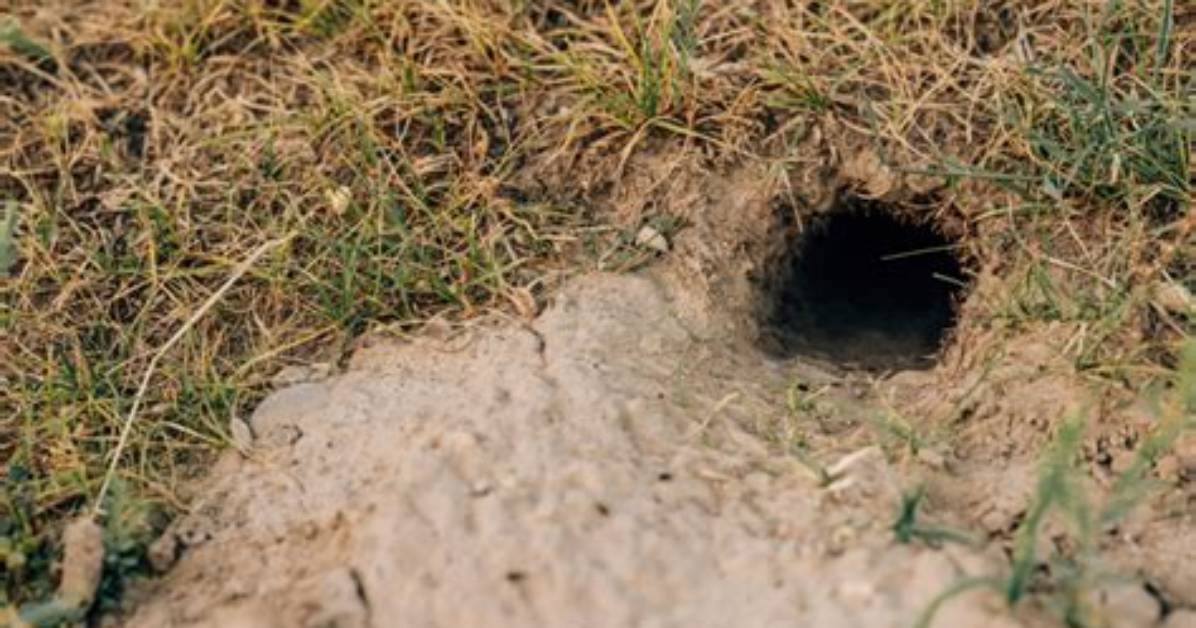 What Does Burrowing Mean - Lisbd-Net. Com