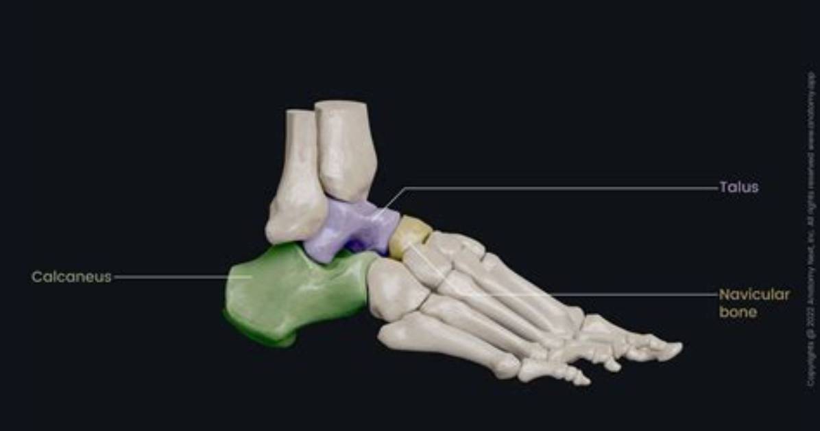 What Does Calcaneonavicular Mean?