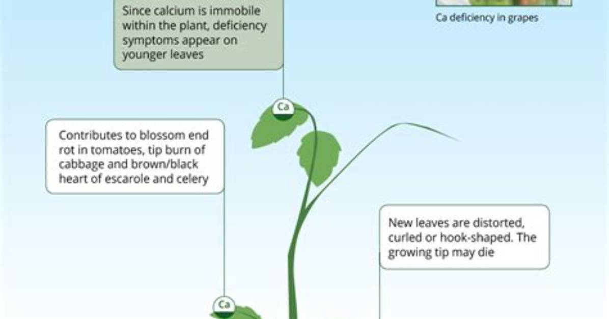 What Does Calcium Do for Plants