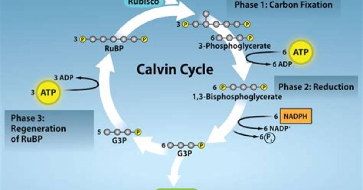 What Does Calvin Cycle Mean