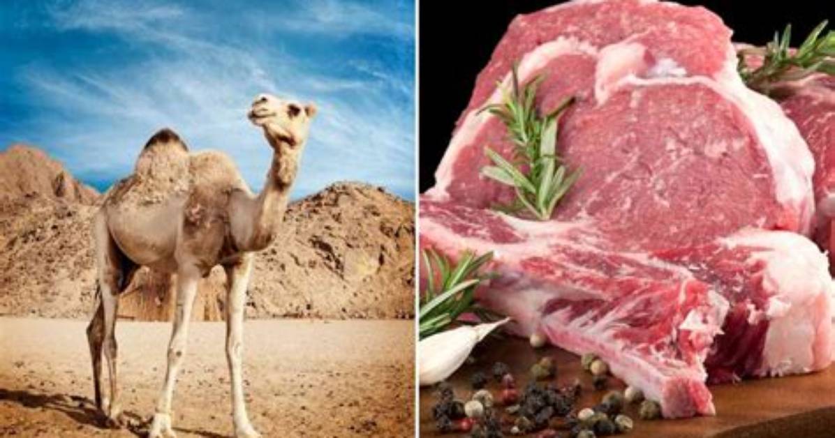 What Does Camel Taste Like?