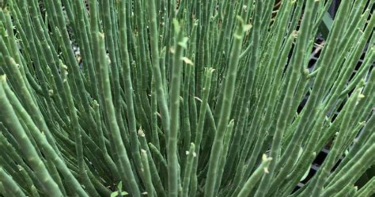 What Does Candelilla Mean?
