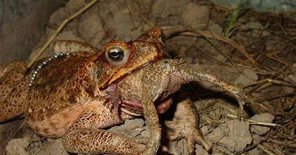 What Does Cane Toads Eat